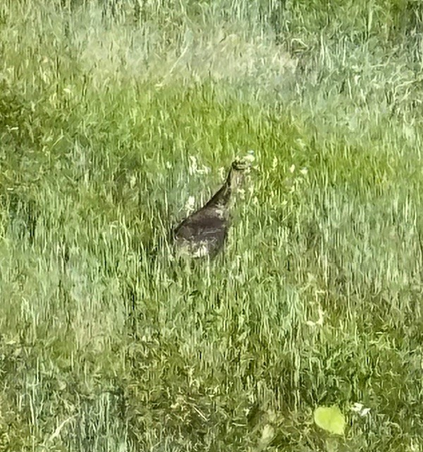 Wild Turkey - ML638939085