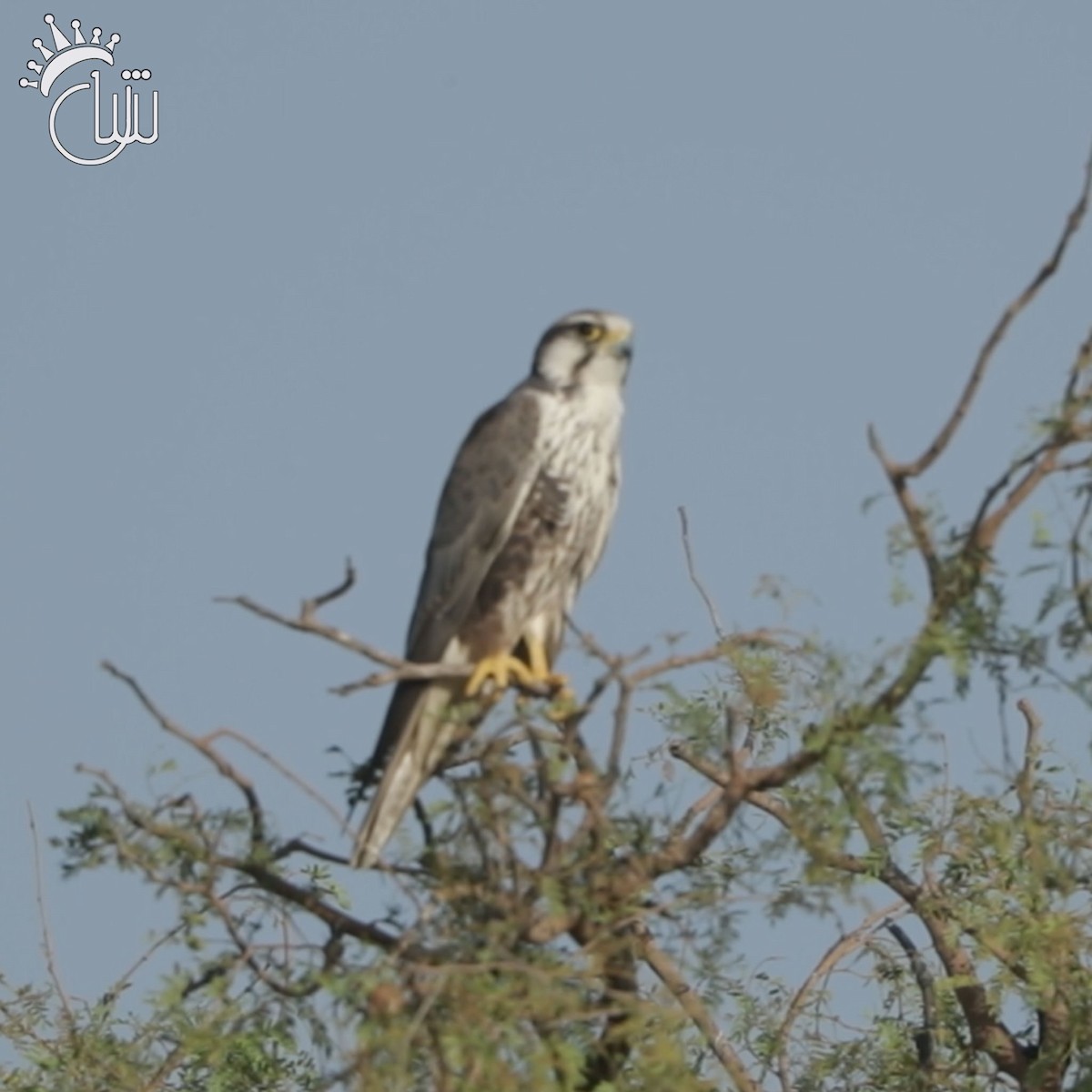 Laggar Falcon - ML638939086