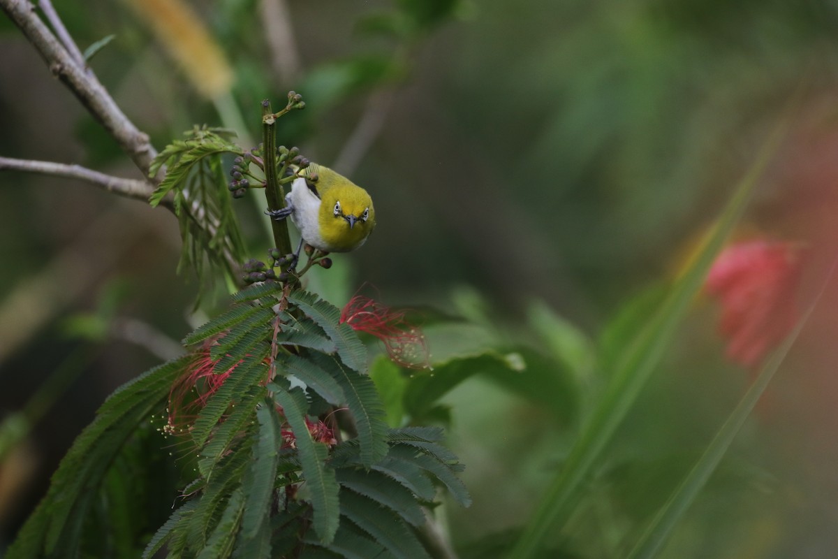 Warbling White-eye - ML638939097