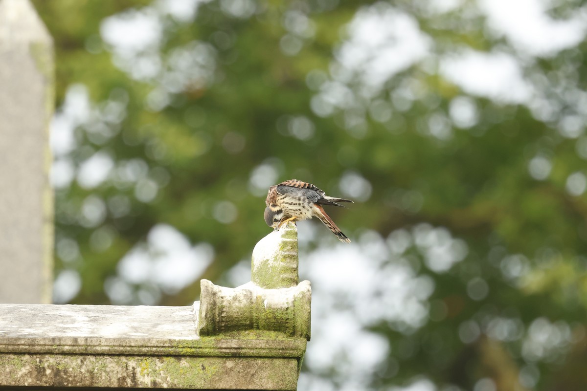 American Kestrel - ML638939114