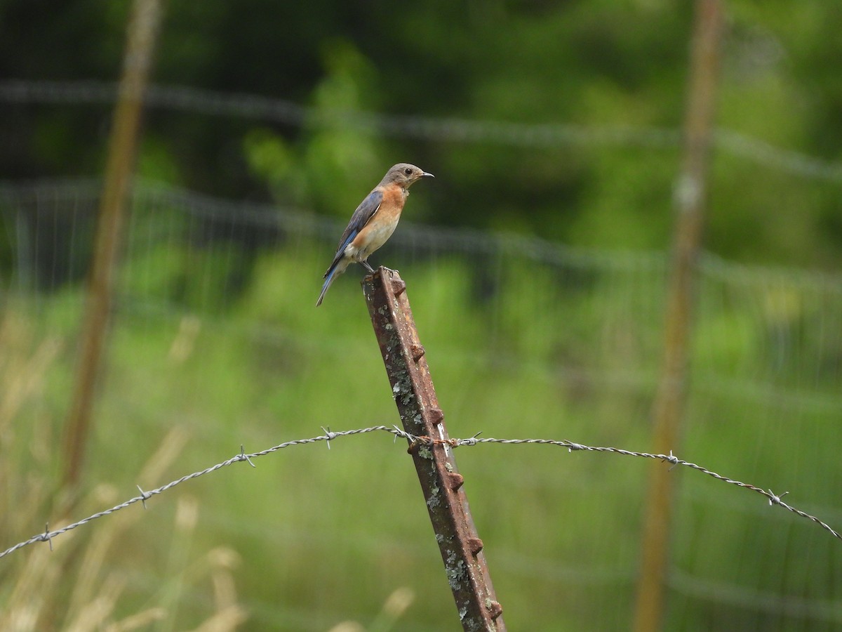 Eastern Bluebird - ML638939149