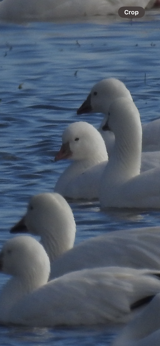 Ross's Goose - ML638939155