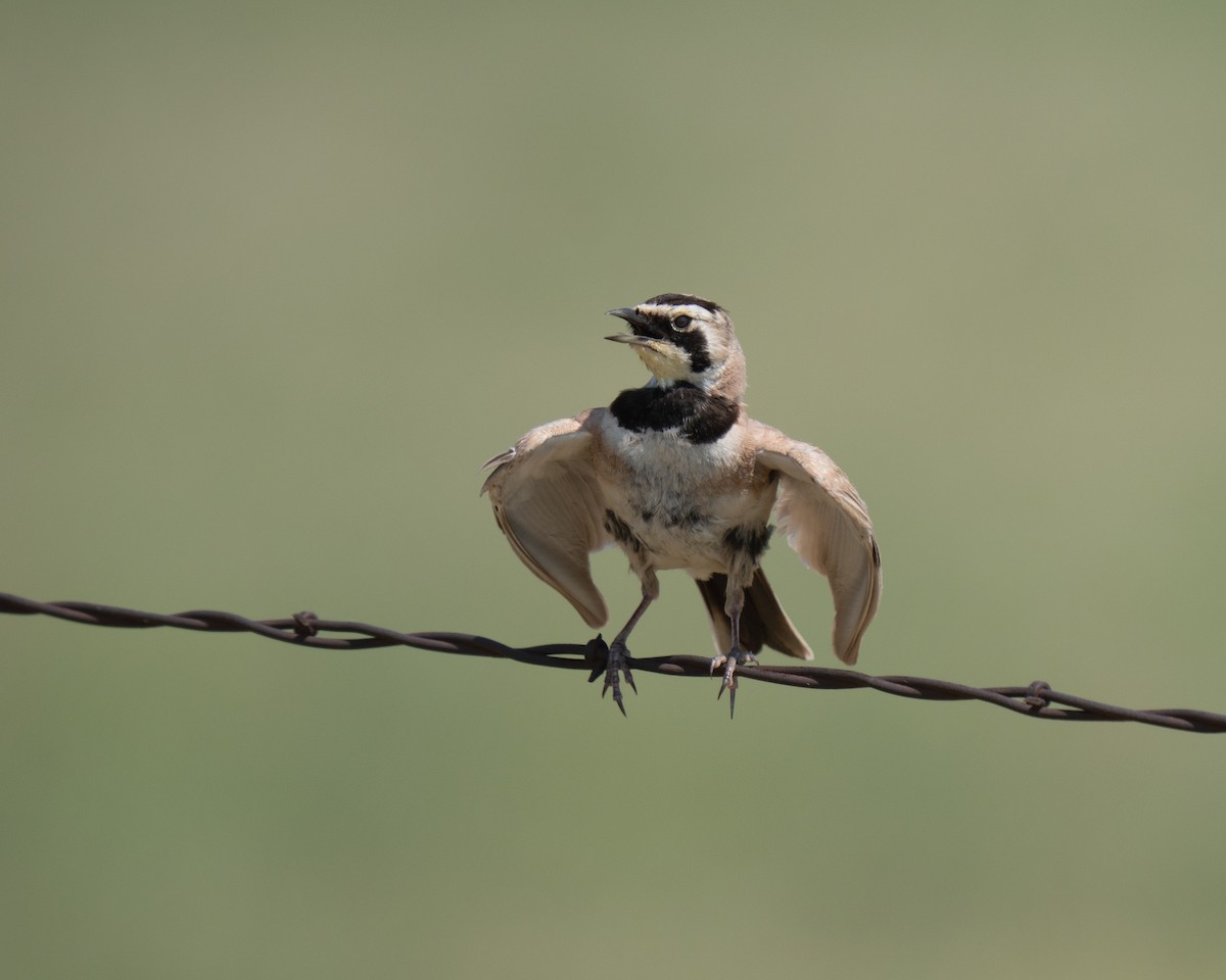 Horned Lark - ML638939196