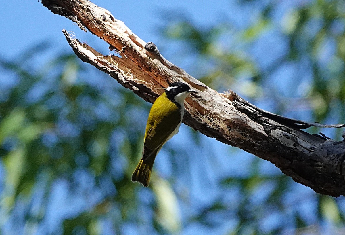 White-throated Honeyeater - ML638939309