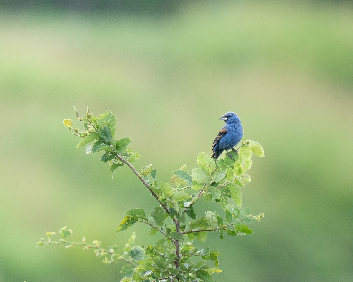 Blue Grosbeak - ML638939401