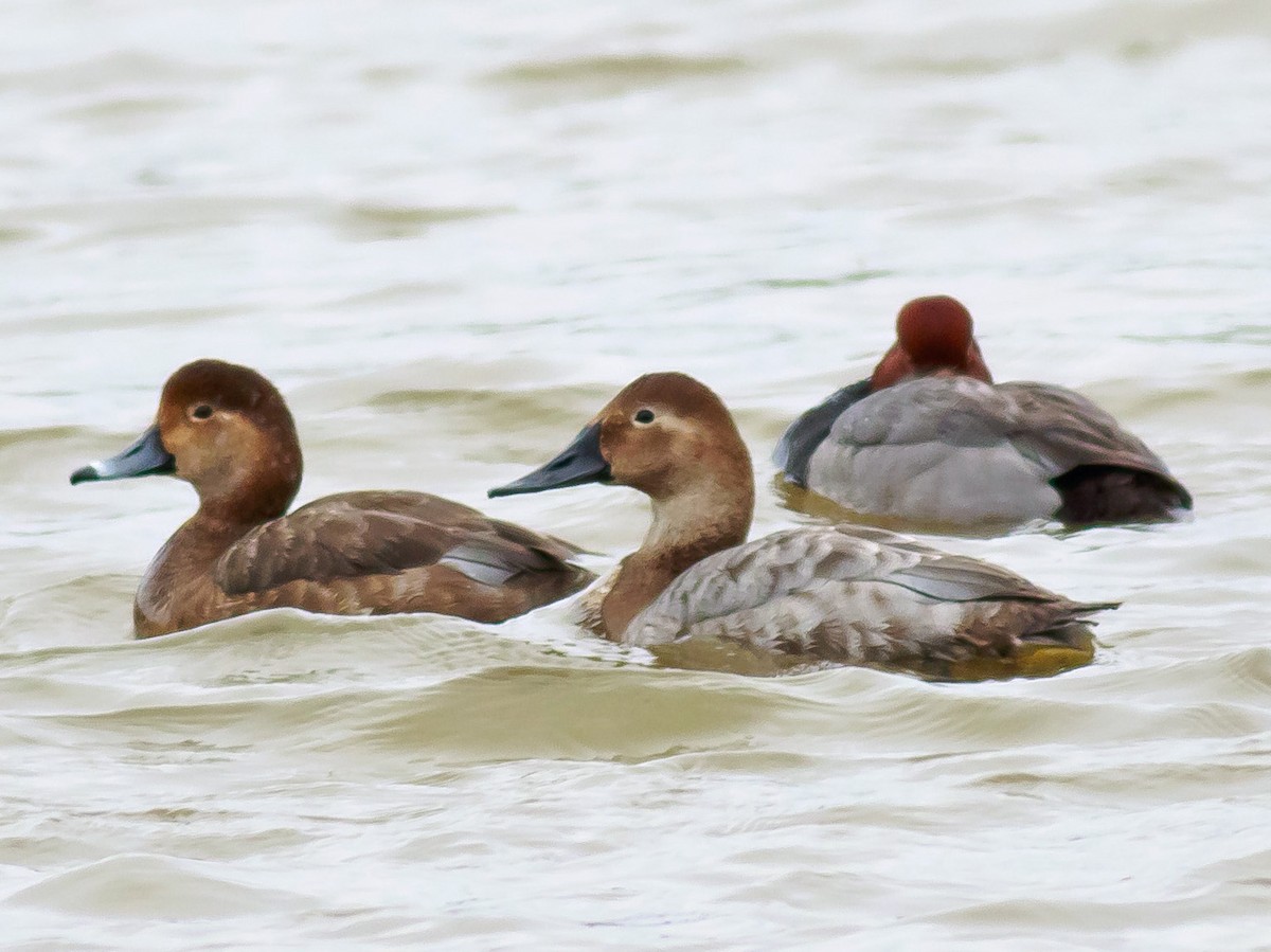 Female (with Redhead)