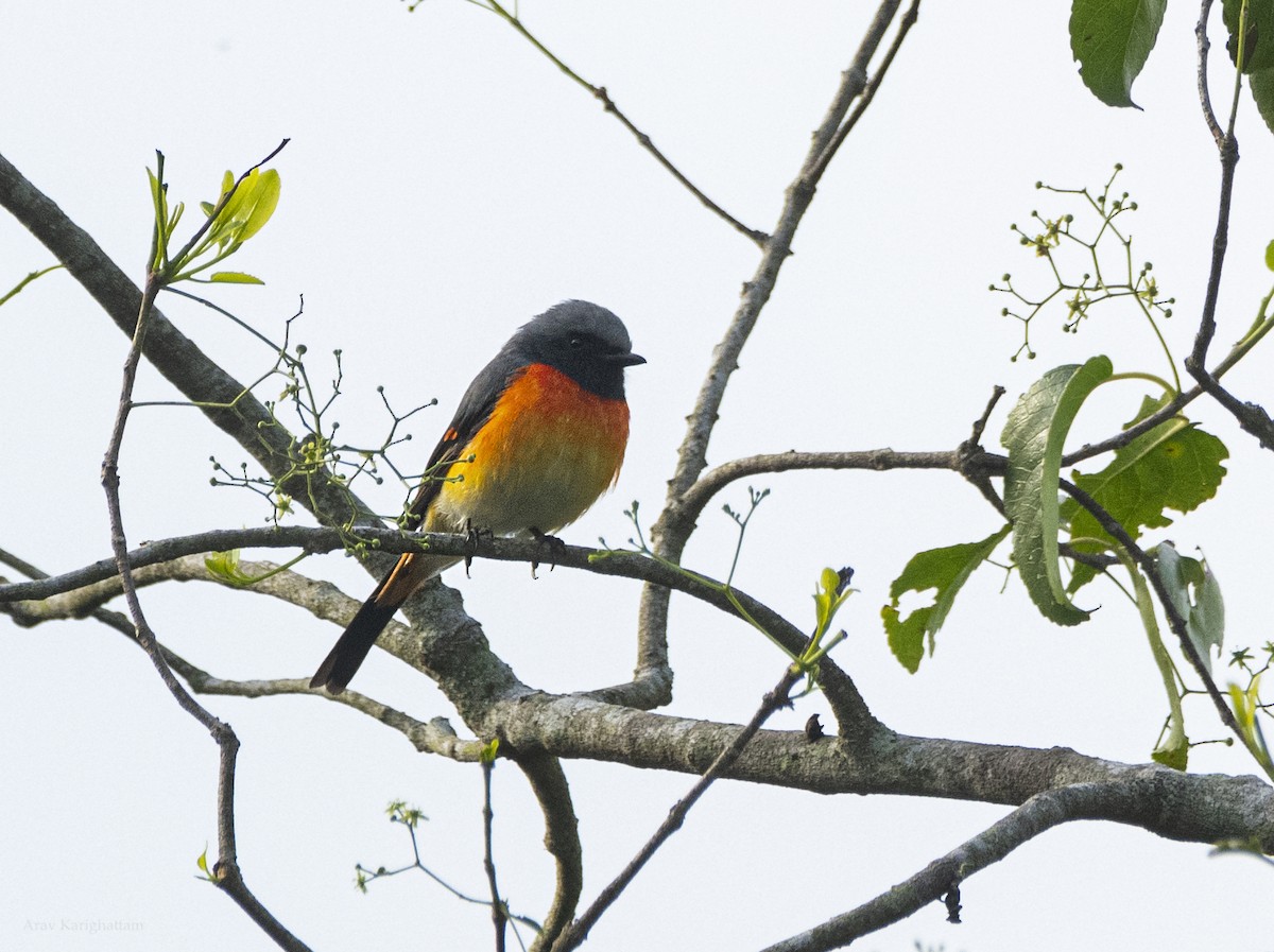 Minivet oranor - ML638939439