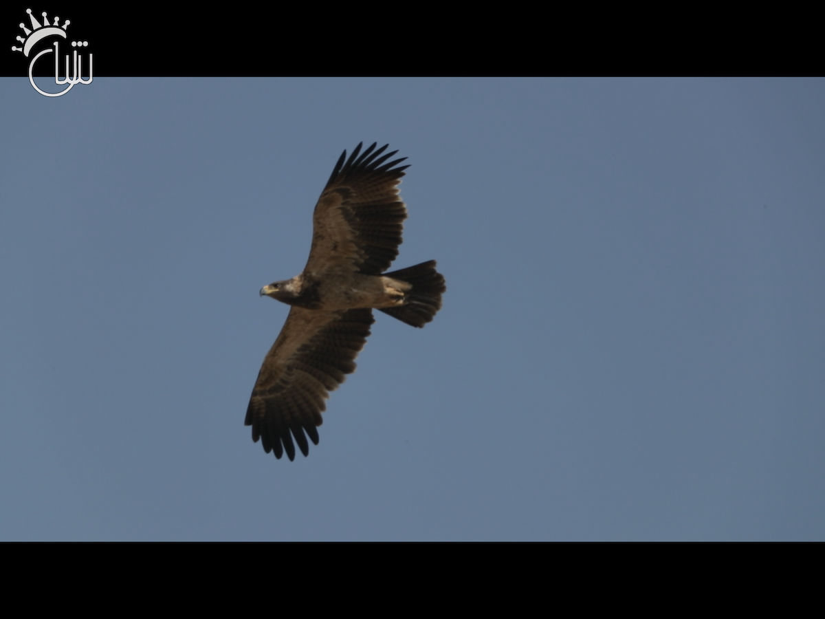 Tawny Eagle - ML638939463