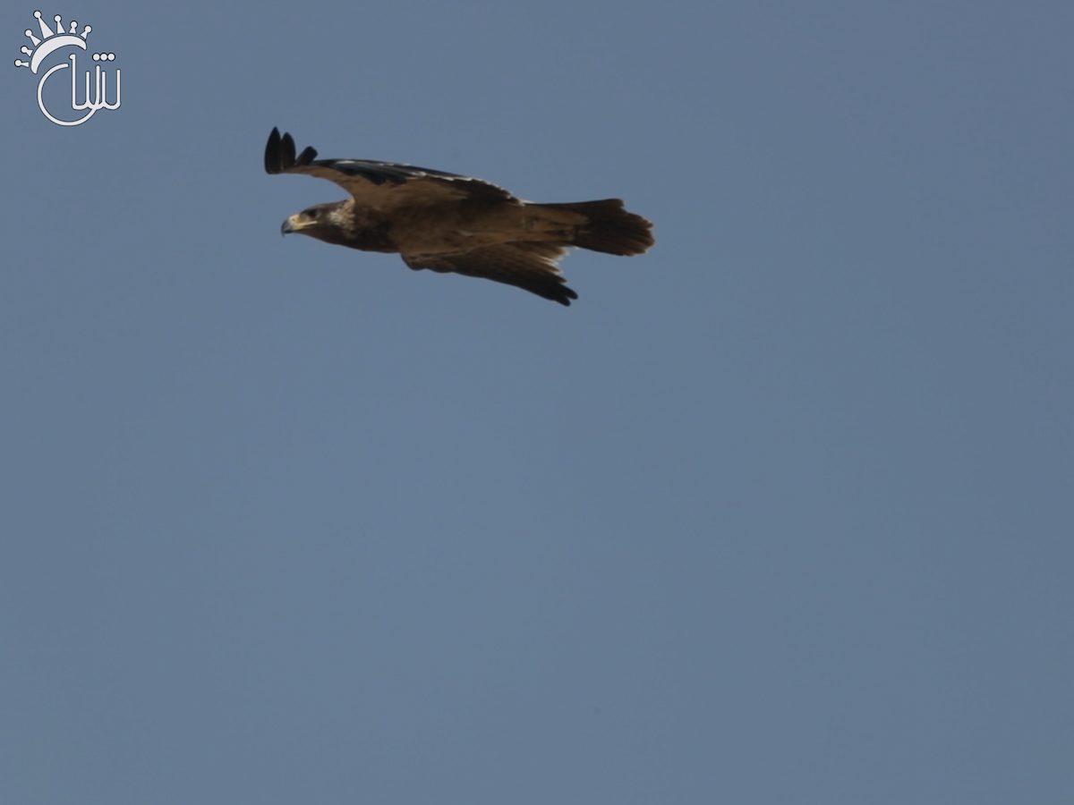 Tawny Eagle - ML638939464