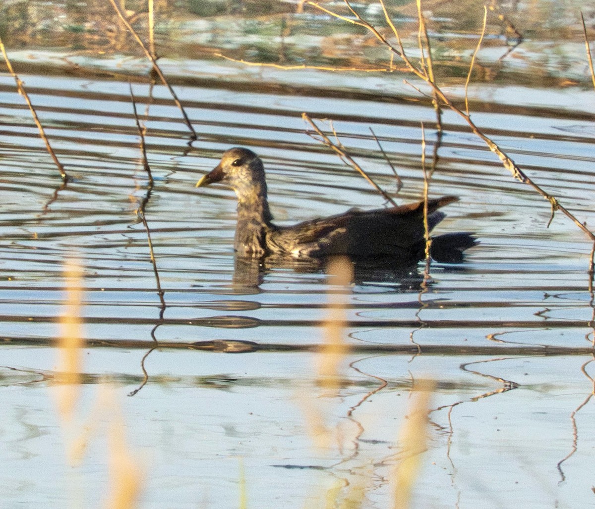 Common Gallinule - ML638939485