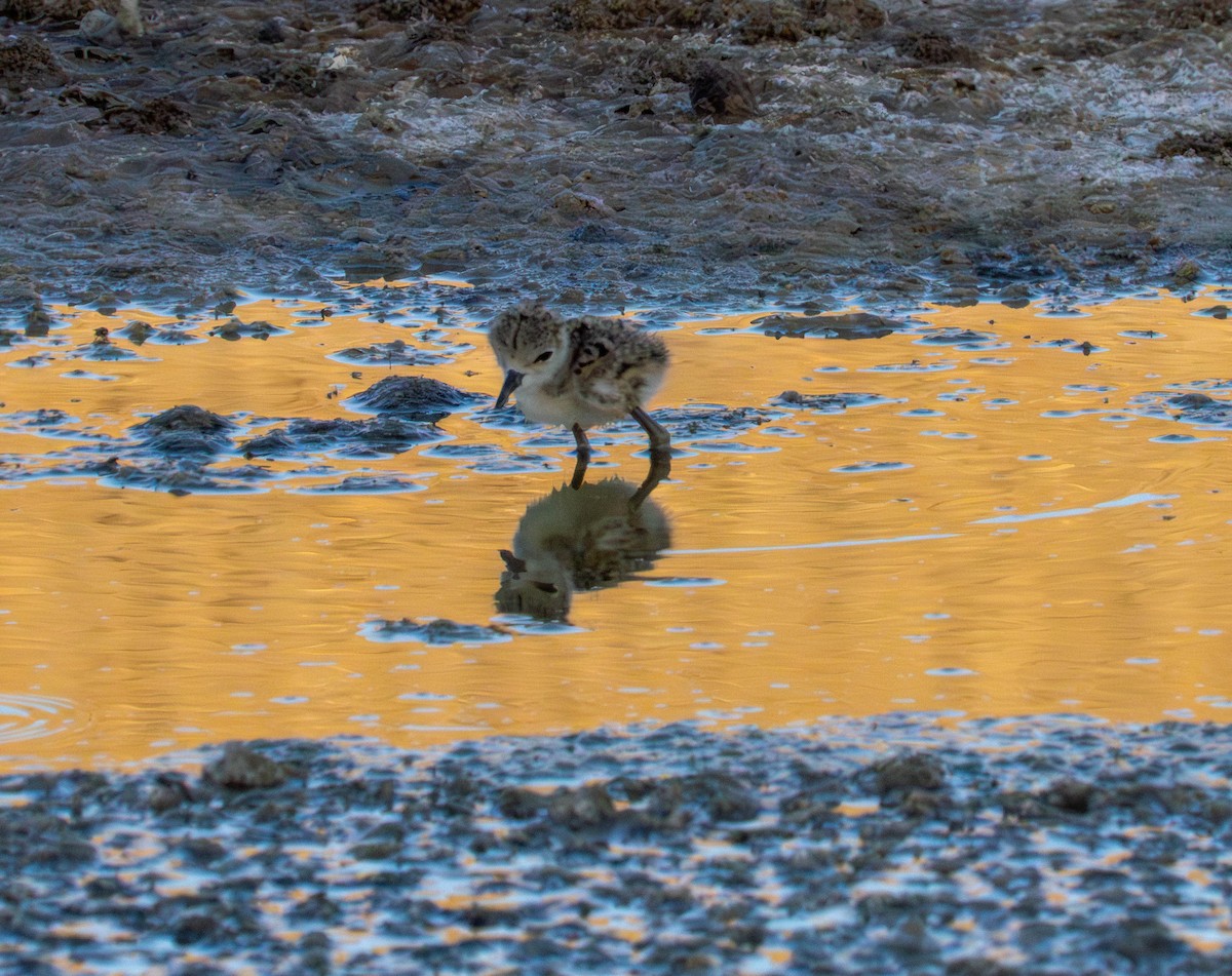 Black-necked Stilt - ML638939493
