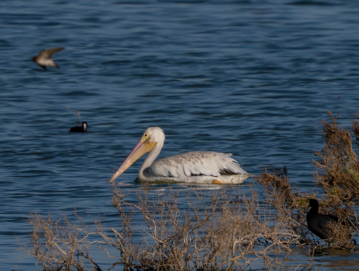 American White Pelican - ML638939528