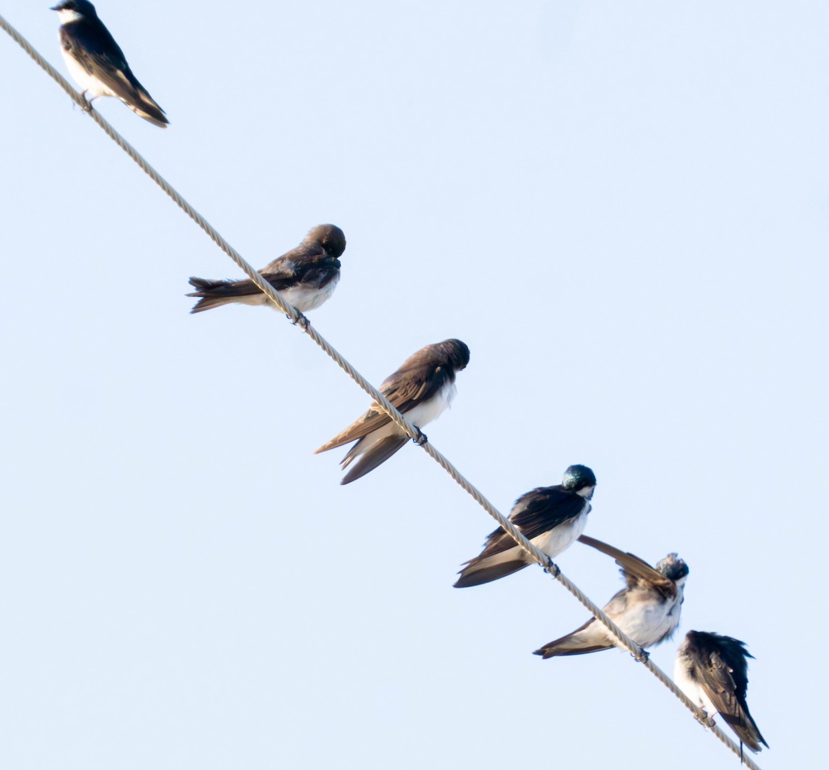 Tree Swallow - ML638939539