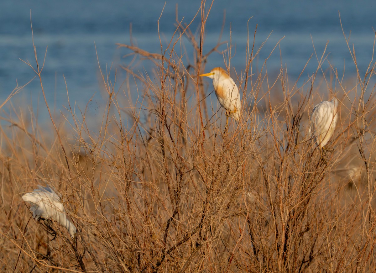 Western Cattle-Egret - ML638939565