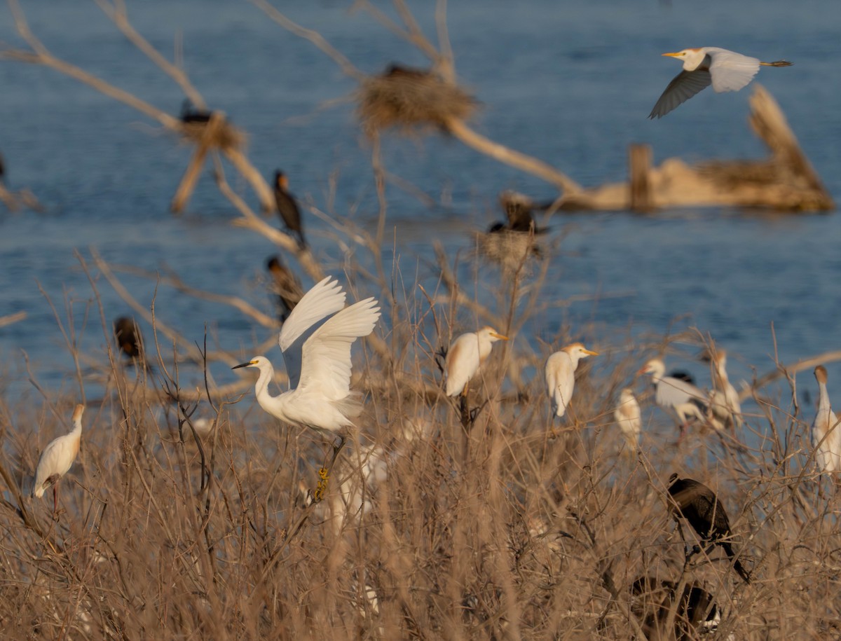 Snowy Egret - ML638939590
