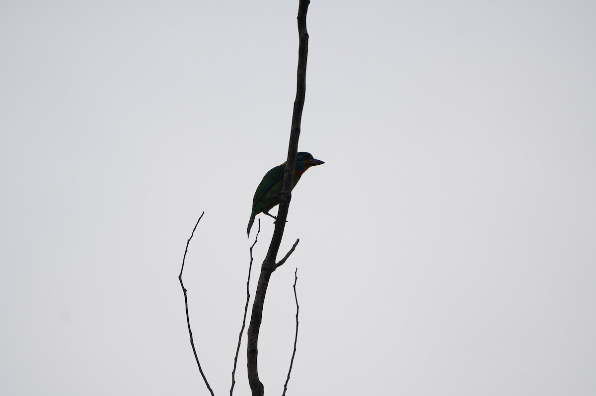 Barbu de Formose - ML638939607