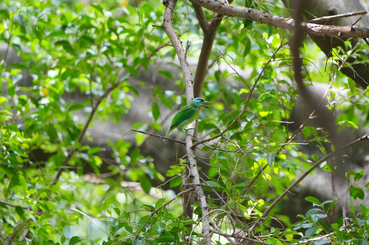 Barbu de Formose - ML638939609