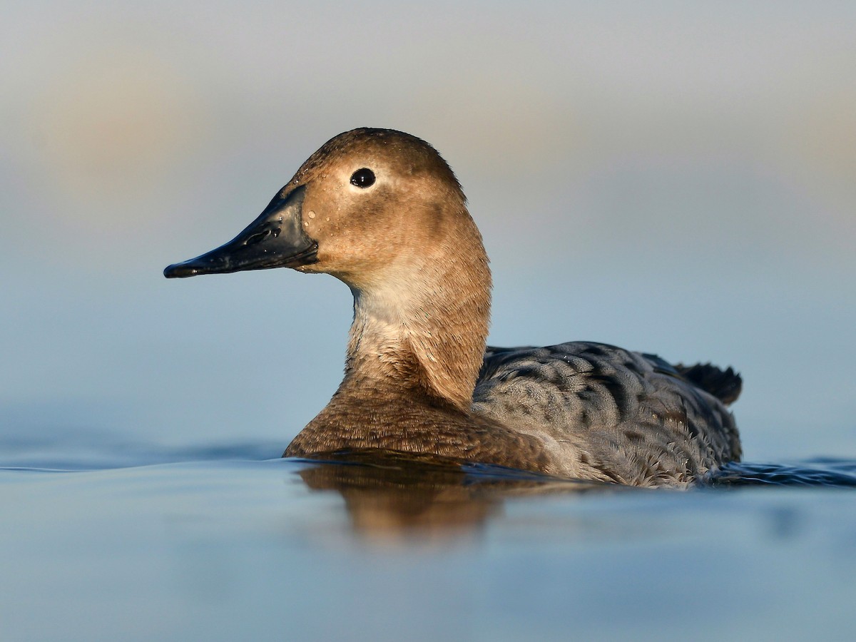 Female