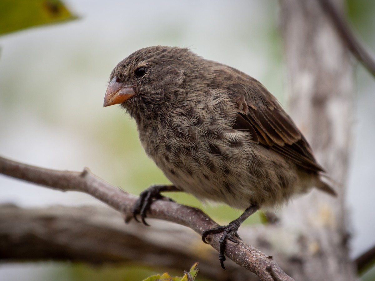 Small Ground-Finch - ML638939641