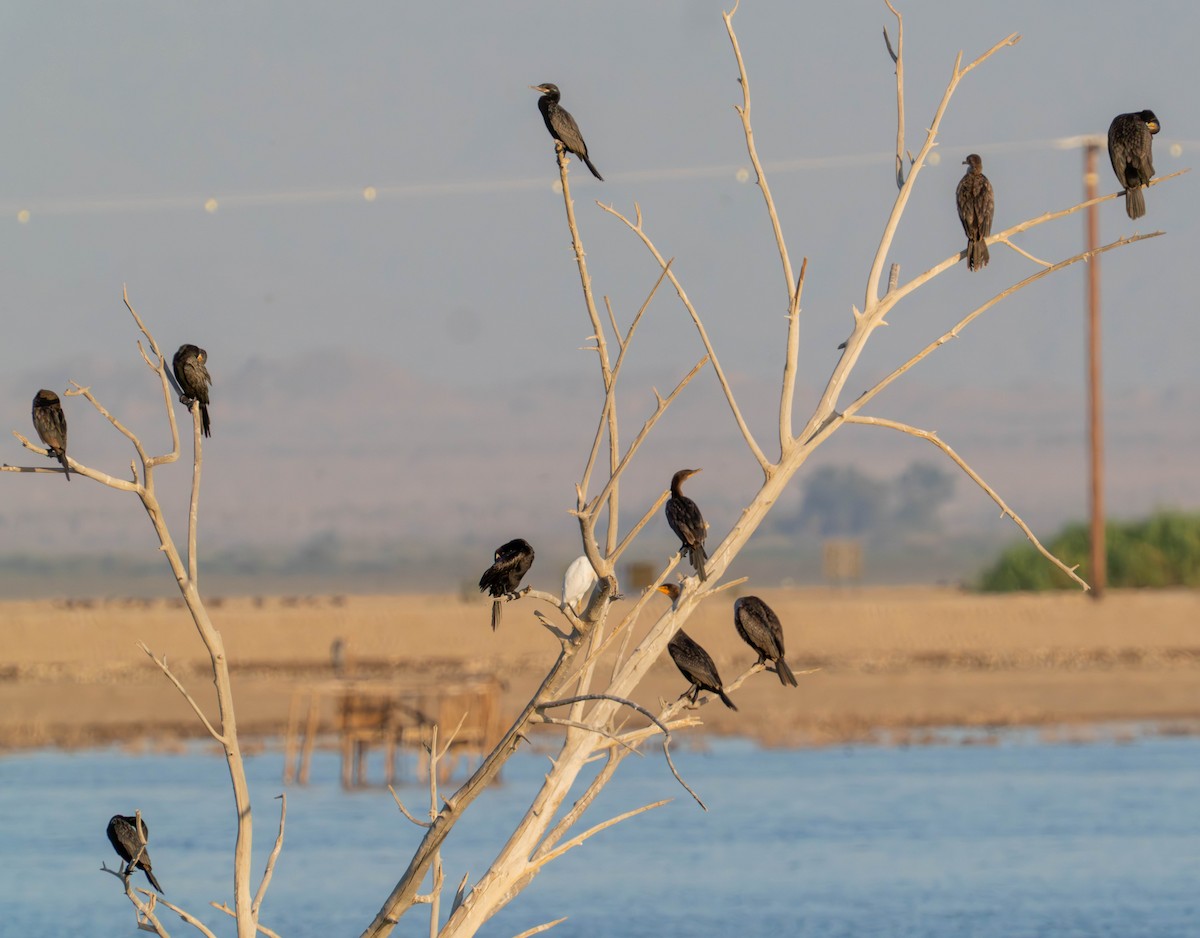 Neotropic Cormorant - ML638939646