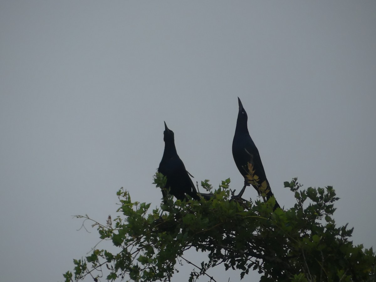 Boat-tailed Grackle - ML638939654