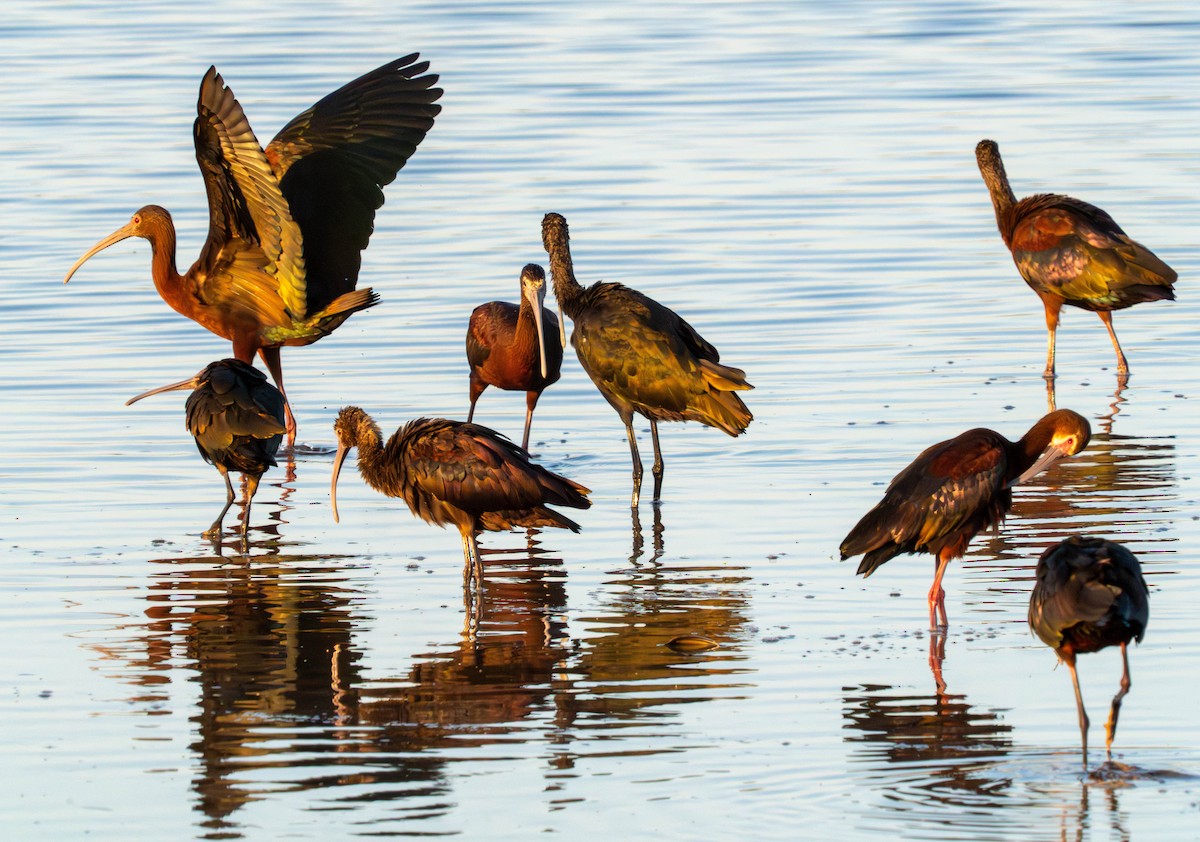 White-faced Ibis - ML638939655