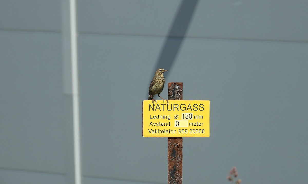 Meadow Pipit - ML638939682