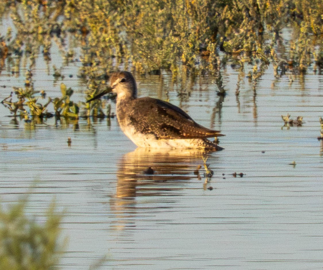 Greater Yellowlegs - ML638939688