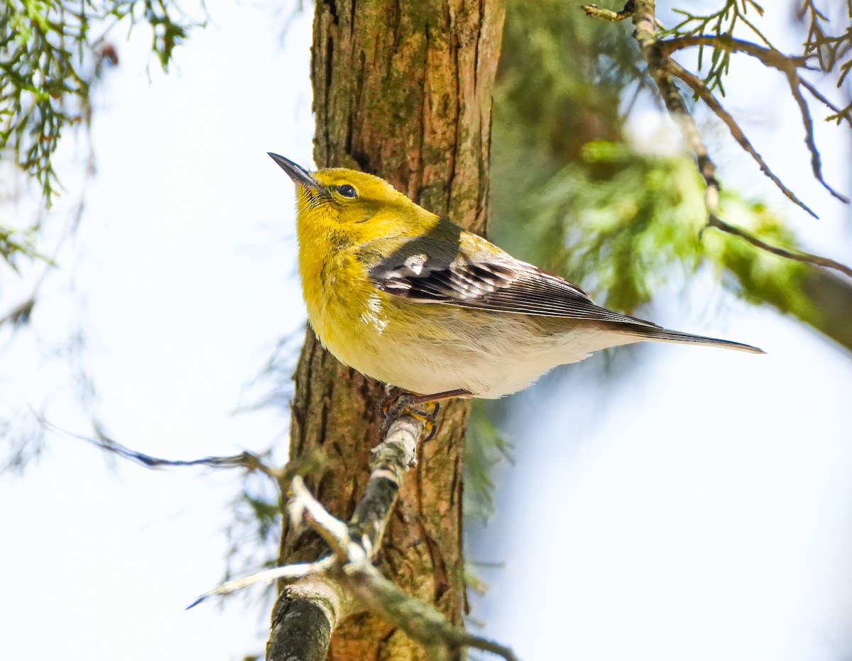 Pine Warbler - ML638939791