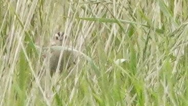 LeConte's Sparrow - ML638939792