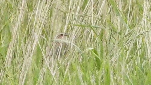 LeConte's Sparrow - ML638939793