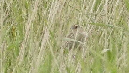 LeConte's Sparrow - ML638939796