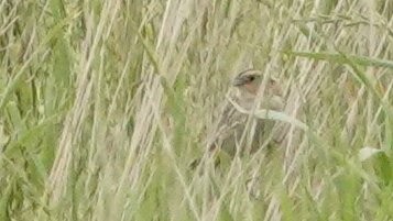 LeConte's Sparrow - ML638939797