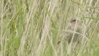 LeConte's Sparrow - ML638939798