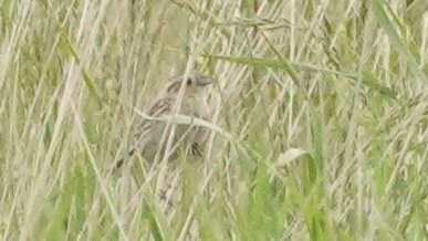 LeConte's Sparrow - ML638939800