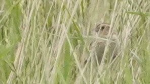 LeConte's Sparrow - ML638939801