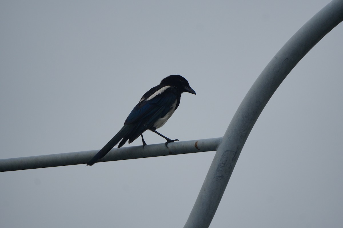 Oriental Magpie - ML638939846