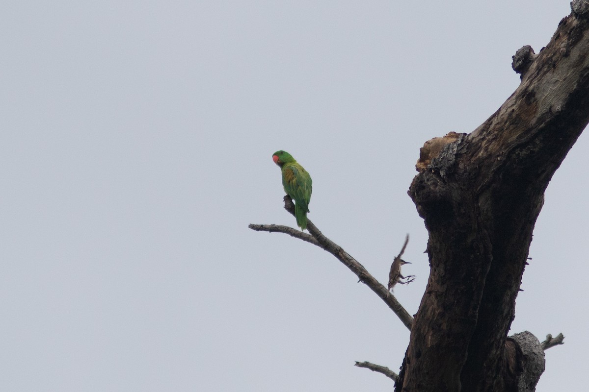 Blue-naped Parrot - ML638939856