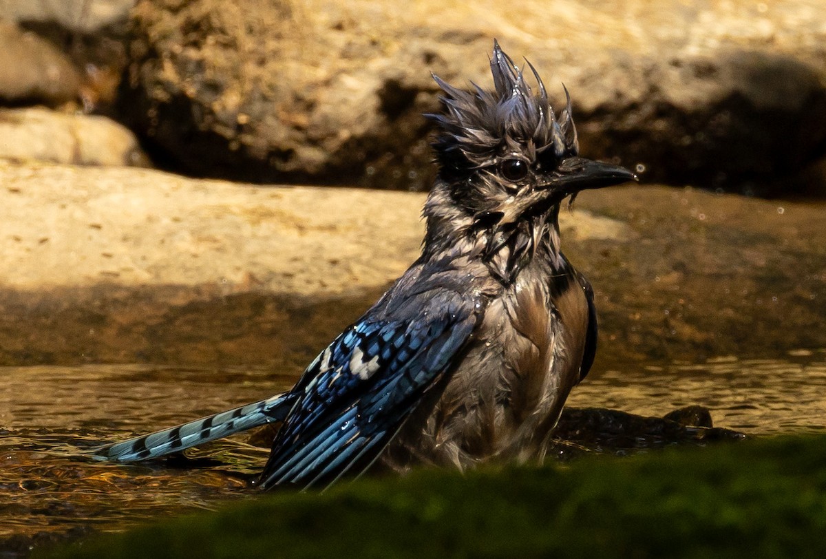 Blue Jay - ML638939877