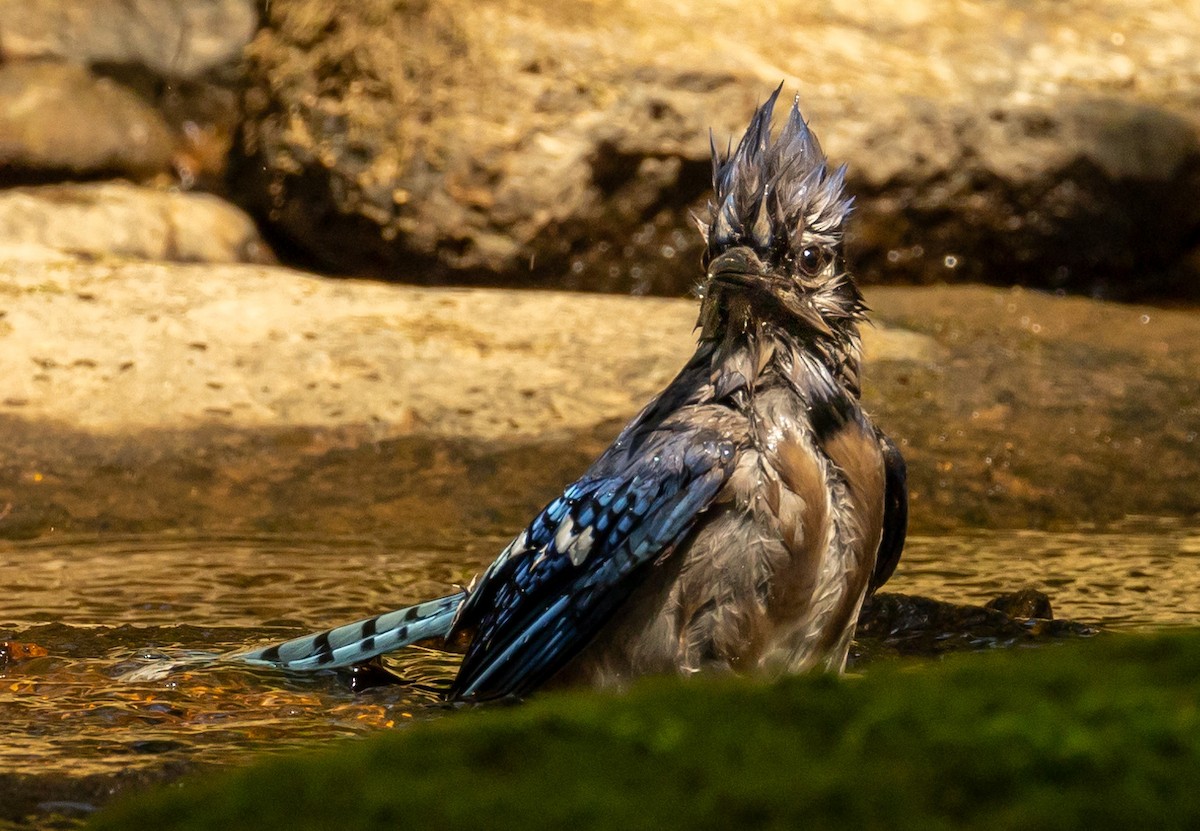 Blue Jay - ML638939878