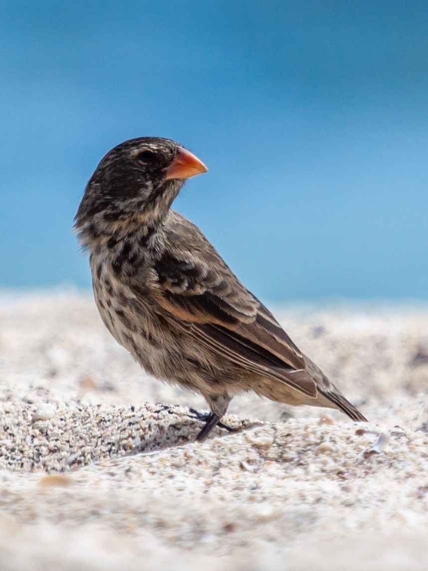 Small Ground-Finch - ML638939891