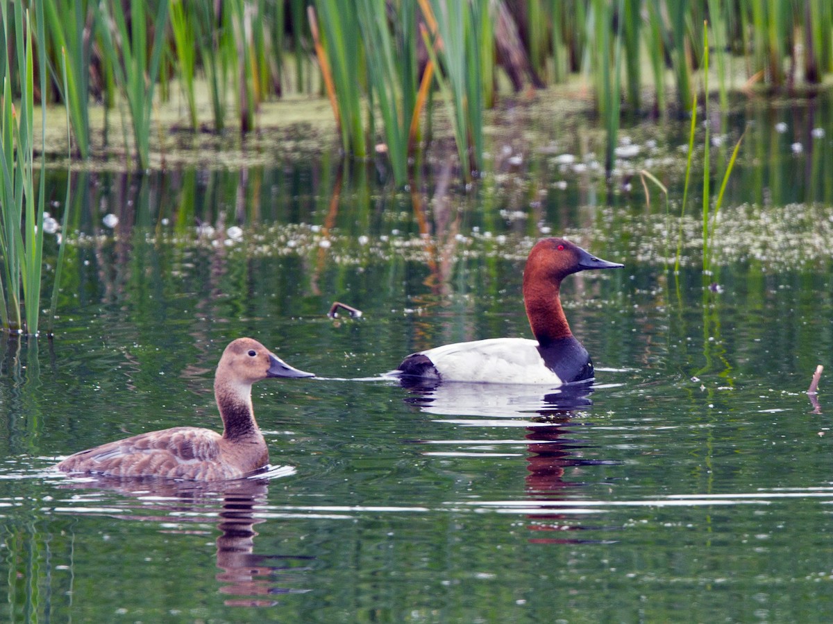 Male and female