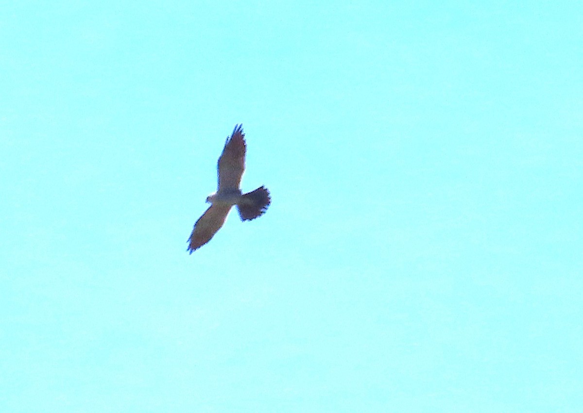 Mississippi Kite - ML638939934