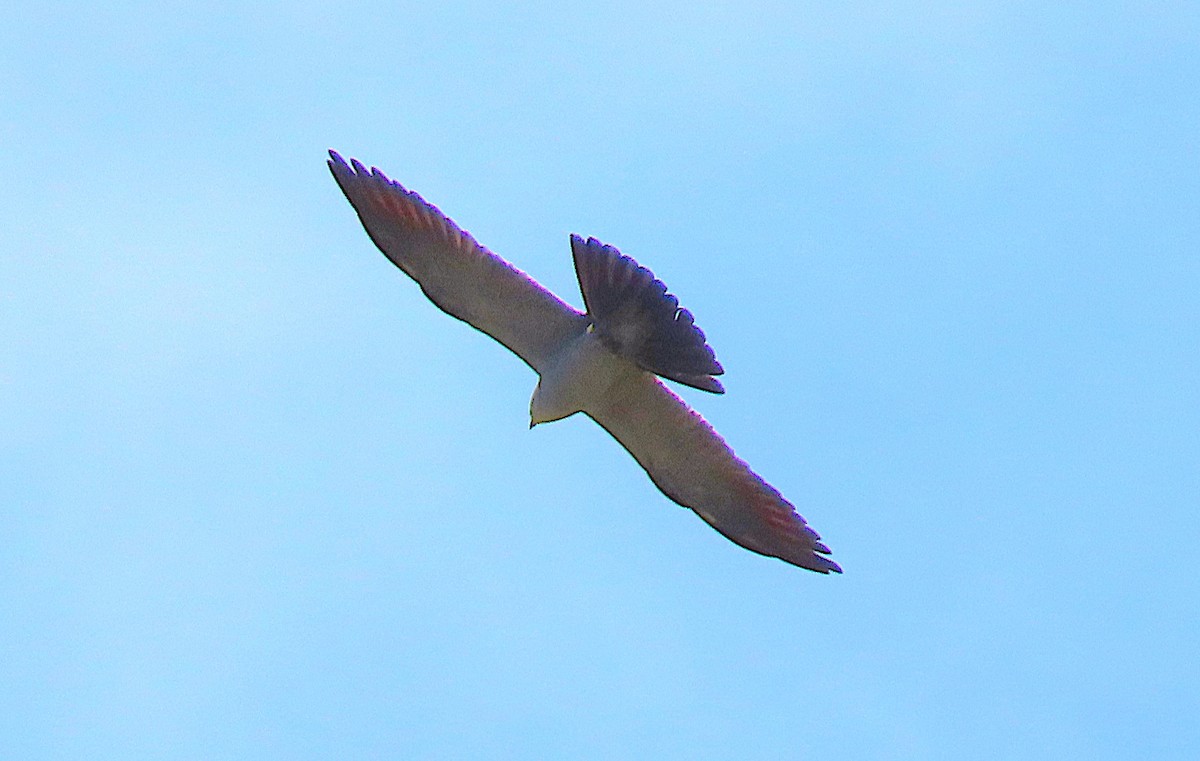 Mississippi Kite - ML638939935
