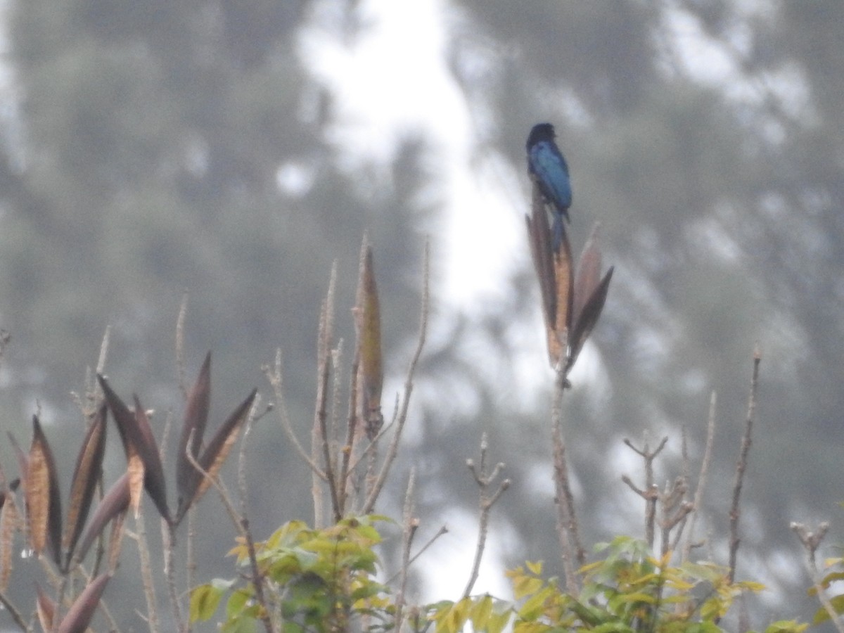 Short-tailed Drongo - ML638940017