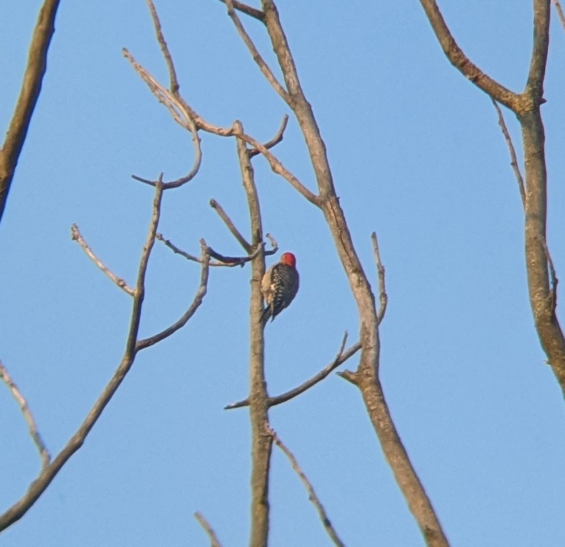 Red-bellied Woodpecker - ML638940018