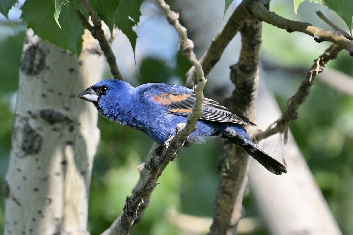 Blue Grosbeak - ML638940054