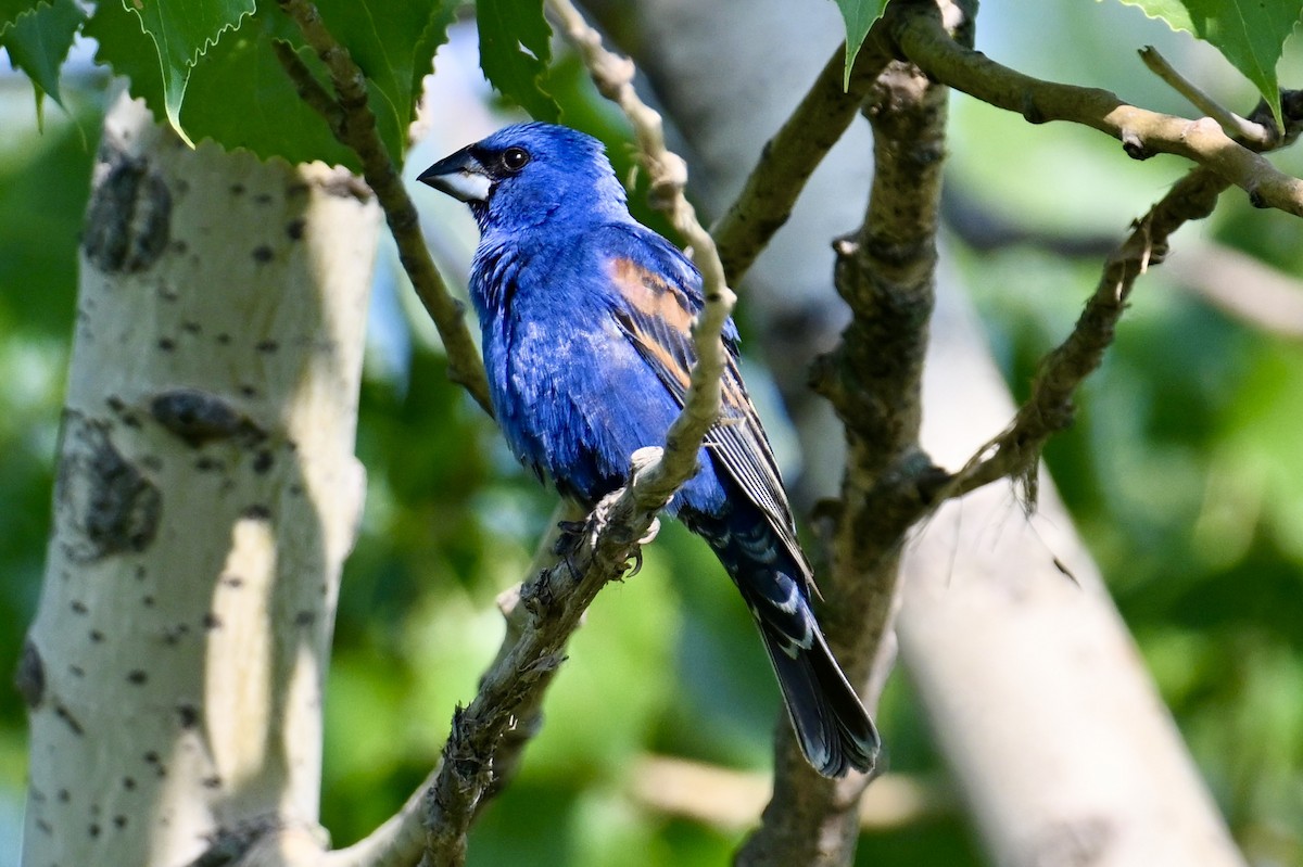 Blue Grosbeak - ML638940055