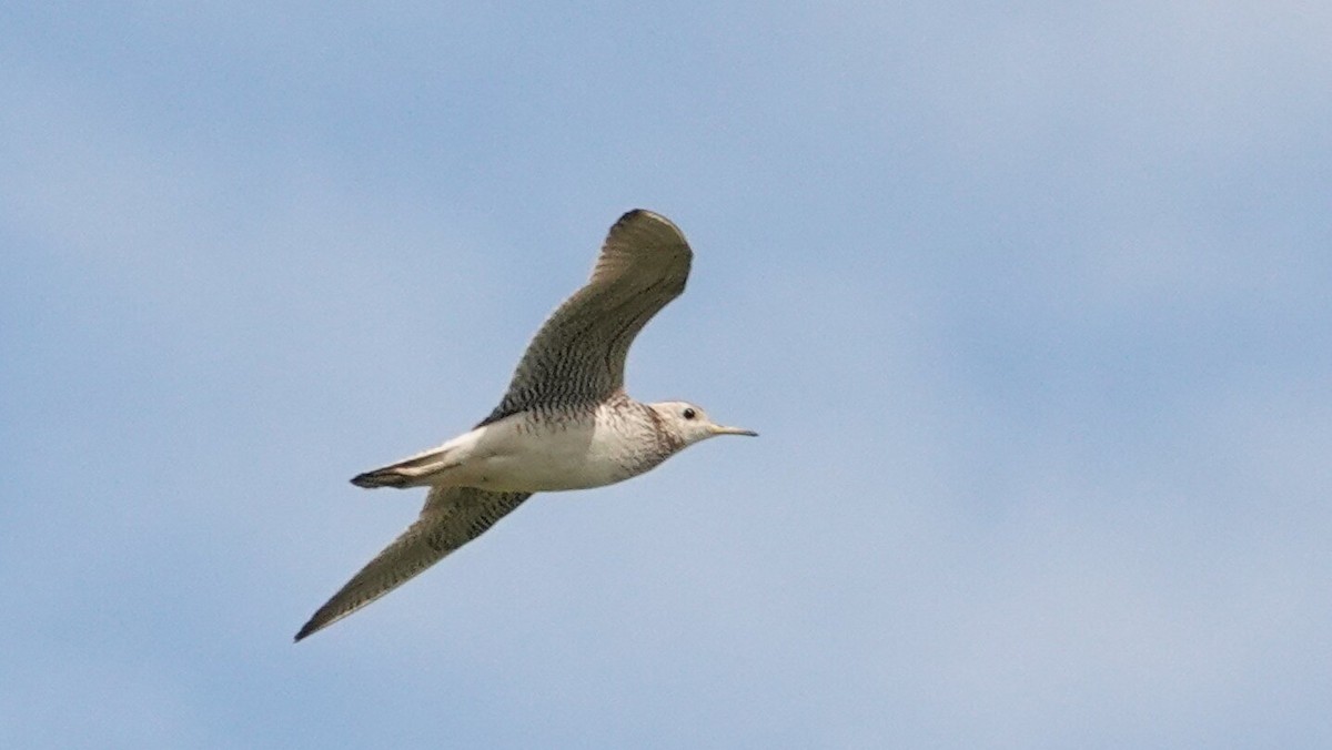 Upland Sandpiper - ML638940076