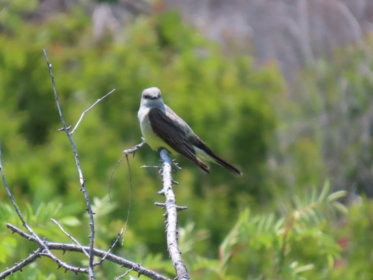 Western Kingbird - ML638940099